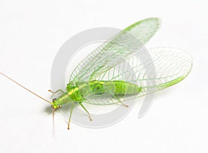Chrysopidae green lacewing