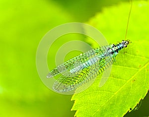Chrysopidae insect blue Lacewing on a green leaf of a plant
