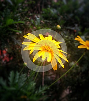 Chrysopsis mariana flower, goldenaster, daisy-like yellow blossom