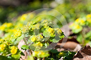 Chrysosplenium alternifolium, alternate-leaved golden-saxifrage, close-up