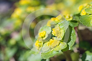 Chrysosplenium alternifolium, alternate-leaved golden-saxifrage, a species of flowering plant in the saxifrage family photo