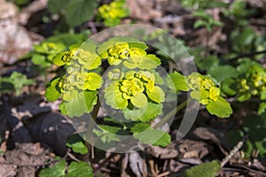Chrysosplenium alternifolium in bloom, wild flower photo