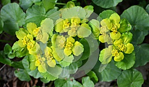 Chrysosplenium alternifolium blooms in nature in spring photo