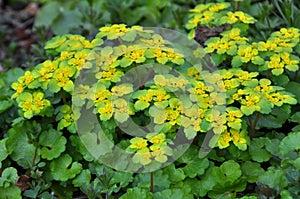 Chrysosplenium alternifolium blooms in nature in spring photo