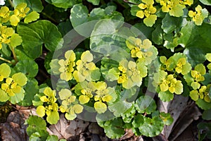 Chrysosplenium alternifolium blooms in nature in spring