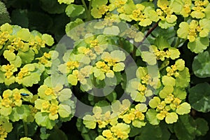 Chrysosplenium alternifolium blooms in nature in spring photo