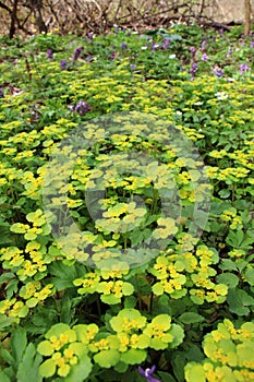 Chrysosplenium alternifolium blooms in nature in spring photo