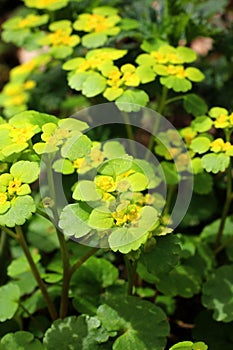 Chrysosplenium alternifolium blooms in nature in spring