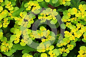 Chrysosplenium alternifolium blooms in nature in spring