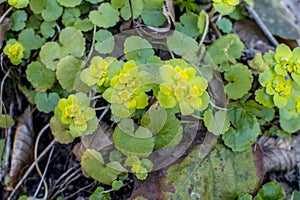 Chrysosplenium alternifolium blooms in the wild in spring