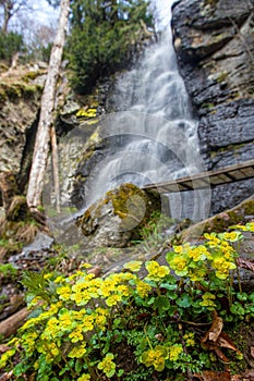 Chrysosplenium alternifolium blooms in the wild in spring. In the background, a waterfall, water flowing over the rocks. photo
