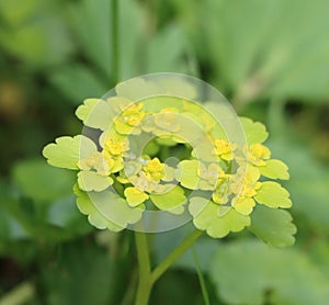 Chrysosplenium alternifolium photo