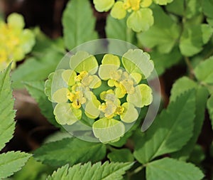 Chrysosplenium alternifolium photo