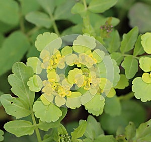 Chrysosplenium alternifolium photo