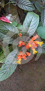 Chrysothemis pulchella or sunset bells