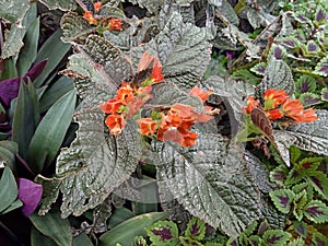 Chrysothemis pulchella sunset bells, black flamingo, copper leaf ; A colorful of yellow flower overlap on orange sepal.