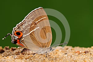 Chrysozephyrus zoa / butterfly on ground