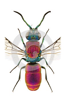 Chrysura laevigata
