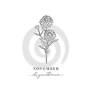 Chrythantemum, November. Hand drawn birth flowers, Vector Graphics.