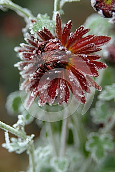 ChryzantÃÂ©ma s jinovatkou, chrysanthemum with frostbite photo