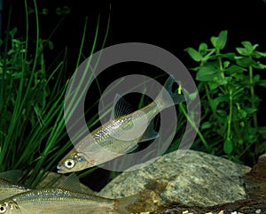 Chub, alburnoides bipunctatus, Adults