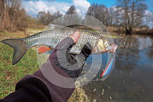 Chub caught on Artificial bait