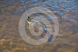 Chub caught on Artificial bait