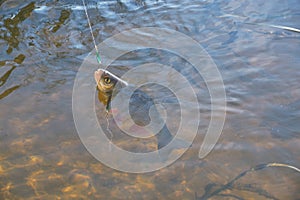 Chub caught on Artificial bait