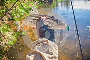 Chub caught on Artificial bait