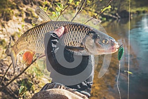 Chub caught on Artificial bait