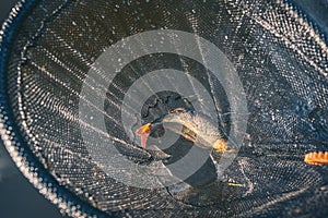 Chub caught by fly fishing. Tenkara