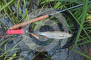 Chub caught by fly fishing. Tenkara