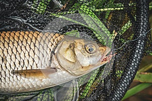 Chub caught by fly fishing. Tenkara