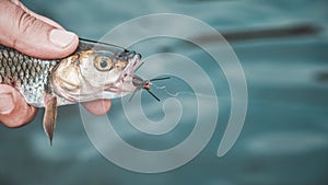 Chub caught by fly fishing. Tenkara