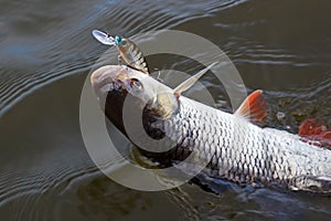 The chub caught on a wobbler