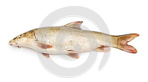 Chub fish