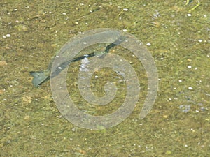 Chub Fish Brook - UK