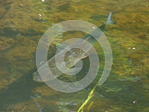 Chub Fish Brook - UK