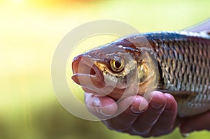 Chub fish close up caught in the river on summer.