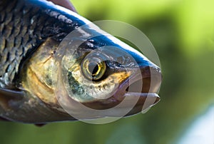 Chub fish close up caught in the river on summer.