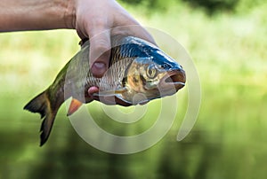 Chub fish close up caught in the river on summer.