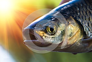 Chub fish close up caught in the river on summer.