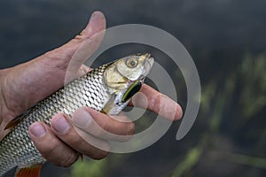 Chub fish in hand of fisherman above water.