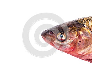 Chub fish head isolated on white background