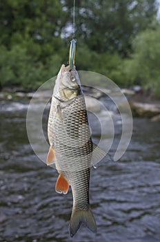 Chub fish on hook on the river background