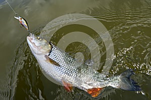 Chub fish on hook in water. Chub fishing on crankbait photo