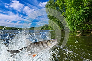 Chub fish jumping with splashing in water