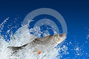 Chub fish jumping with splashing in water