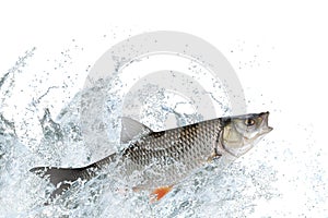 Chub fish jumping with splashing in water