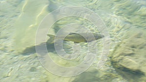 chub fish in lake Garda in transparent water